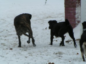 Sofie and Hoku running after snowballs