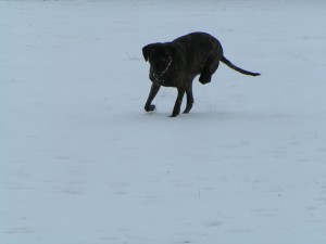 Sofie playing in the snow